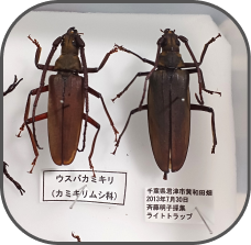 ウスバカミキリの標本